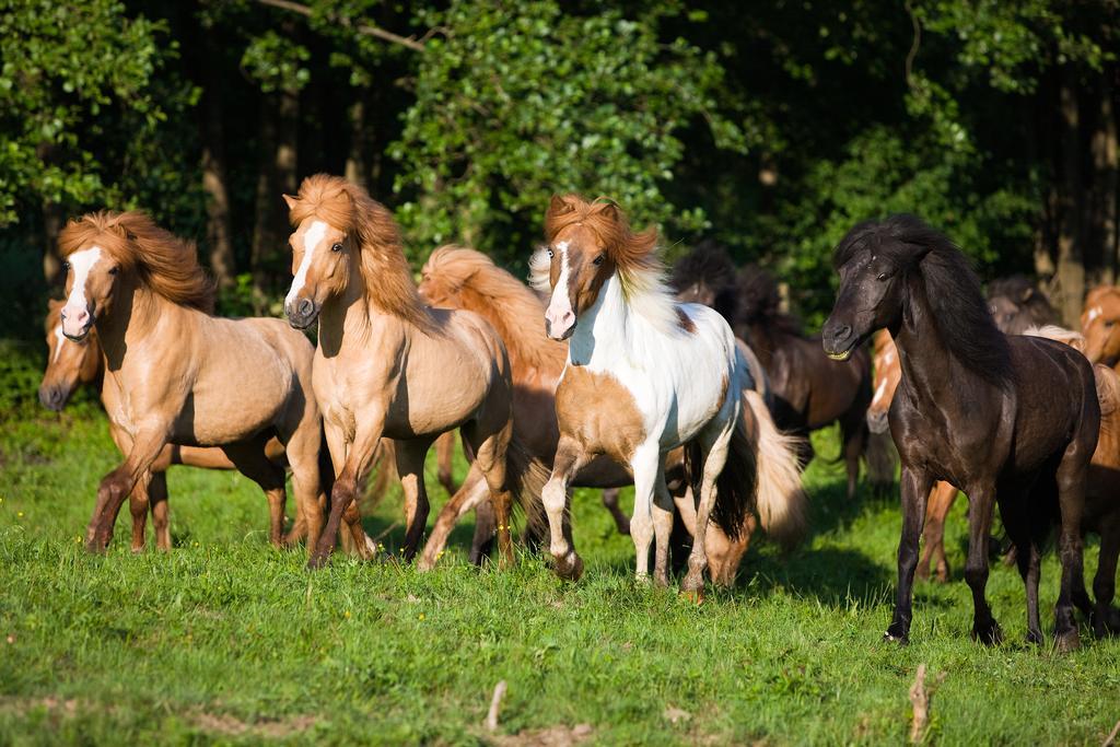 Hotel Reitzentrum Hausruckhof Ampflwang im Hausruckwald Kültér fotó